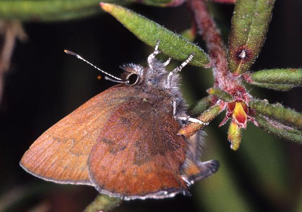 Photo of Callophrys iroides by Ian Lane